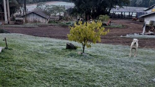 Pinhal Poleto - Conc�rdia